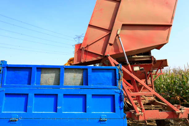 Modern combine harvester is harvesting cultivated ripe corn crops in field